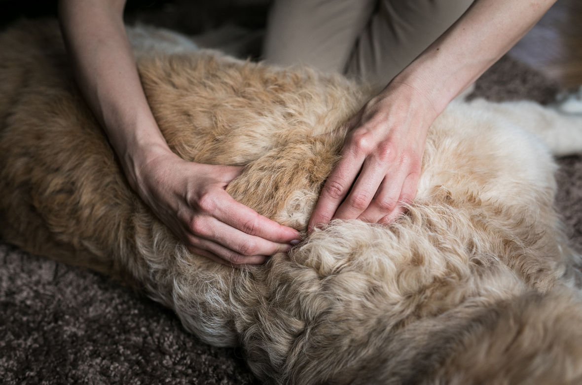 osteopathe_massant_un_labrador